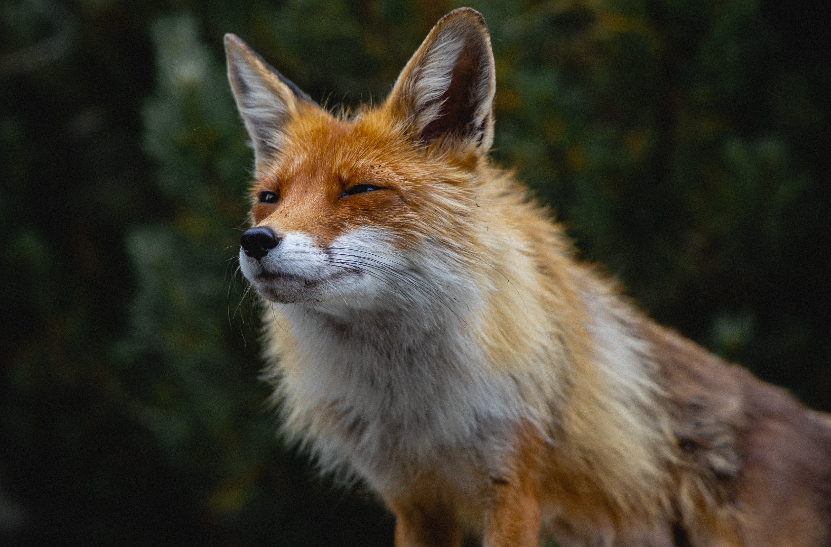 a close up of a fox's face with trees in the background, fox animal, red fox, portrait of an anthro fox, cute fox, stylised fox - like appearance, the lovely hairy fox, an anthropomorphic fox, foxes, female fox, tonic the fox, a beautiful fox lady, anthropomorphic fox, looking to the side off camera